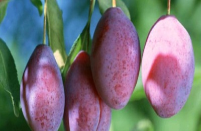 甜而大的西梅品种有哪些