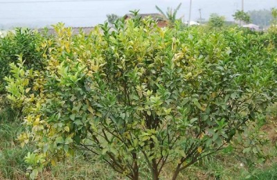 不知一斤火柑橘多少钱？种植前景如何