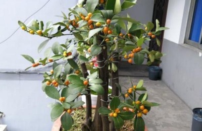 什么品种的杂交柑橘好