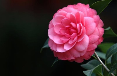 十八学士茶花价格及种植方法