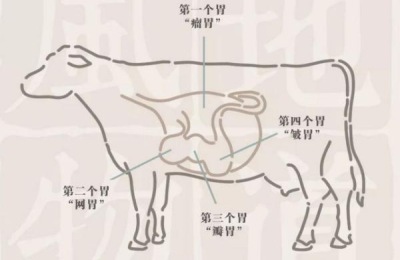 牛有四个胃分别是什么，什么才是真正的胃，吃食时具有什么现象
