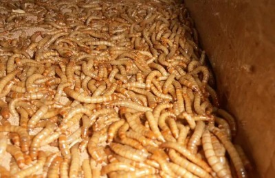 黄粉虫养殖技术与种苗，如何繁殖