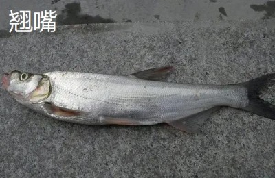 青梢鱼和翘嘴区别