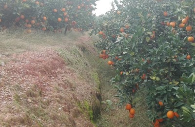 圆虹脐橙的产地在哪里