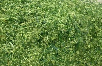 养猪可以用青储饲料吗