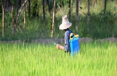 氯氟吡氧乙酸除草剂除什么草