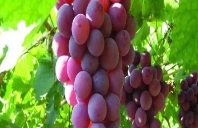 一株黄瓜苗多少钱？种植前景如何