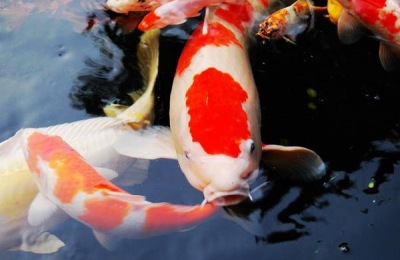 锦鲤什么品种好