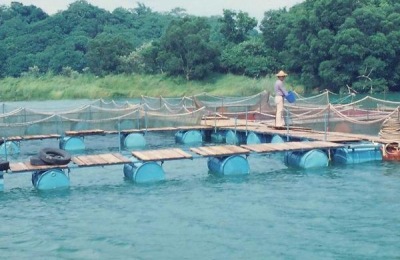 竹笋壳鱼是海鱼还是河鱼?价格贵吗?(附养殖前景和技术)