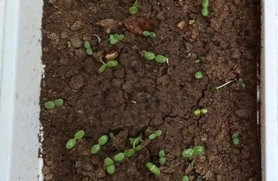 芝麻几天发芽