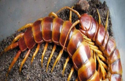 蜈蚣习性和养殖技巧