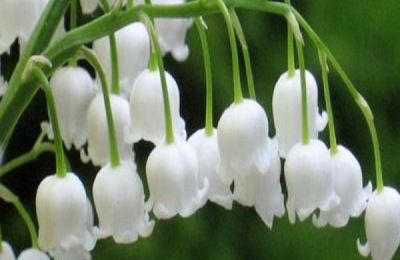 铃兰花是芬兰的国花吗