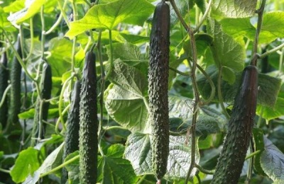 想种菜又懒得管?这三种蔬菜一次吃几年