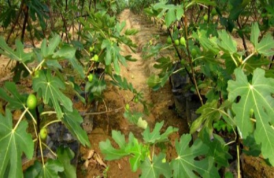 无花果种植方法