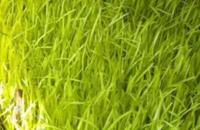 韭黄一亩的利润是多少？韭黄种植前景如何