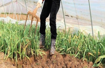 黄唇鱼一斤多少钱？发展前景如何？(附养殖技术)