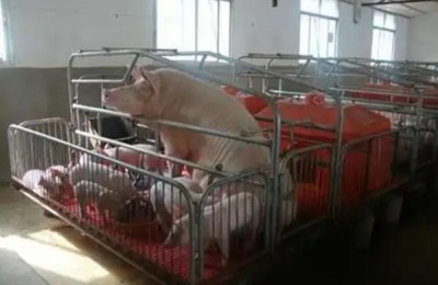 母猪产床安装步骤,母猪小挑花常见的三种定位法