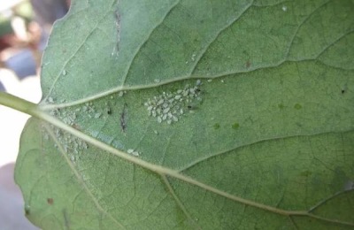灯笼椒种植技术与管理,如何防治病虫害