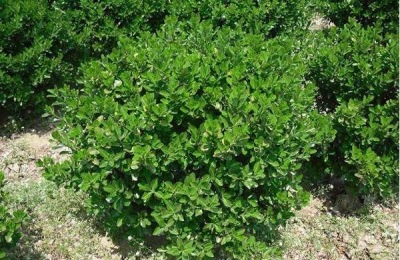 冬青有哪些常见品种?有什么特点?价格贵吗