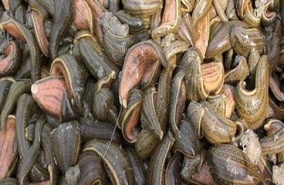 养殖水蛭投资多少钱