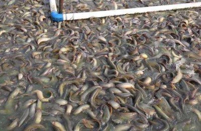 泥鳅一斤多少钱?养泥鳅赚钱吗