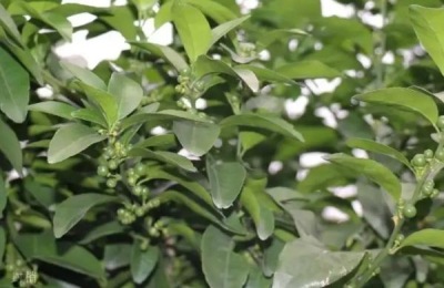 中国柑橘的经济栽培区集中在哪里,附柑橘的种植方法