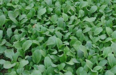 油菜贵吗?如何选择新鲜油菜?(附油菜常见做法)