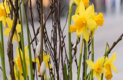 水仙花有哪些品种？哪个品种开花好看