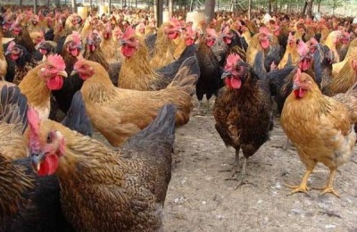 在农村做什么赚钱又多?这六个项目前景广阔