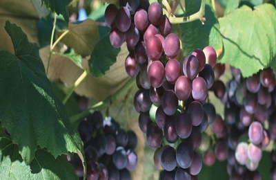 吐鲁番市有哪些特产