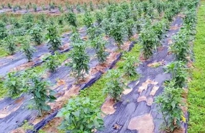 桑树苗一亩地多少颗,附种植方法