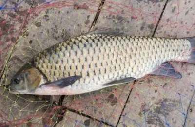 倒刺鲃原产地及品种介绍