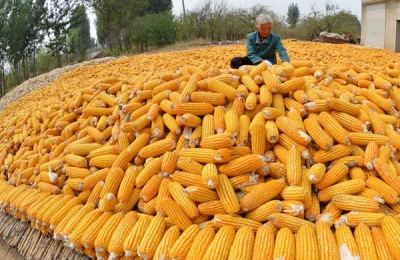 土豆产地主要在哪个省