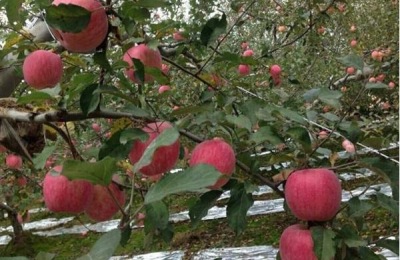 一棵苹果苗多少钱?种苹果赚钱吗