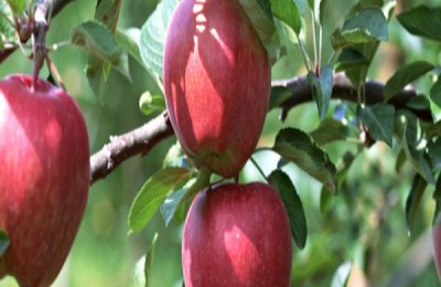 樱桃今天的价格是多少？樱桃种植前景分析