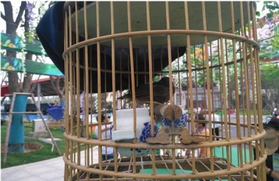 灵山鸡一斤多少钱?养殖前景如何?(附养殖技术)