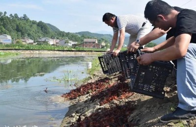 龙虾养殖需要注意什么事情?,附养殖方法