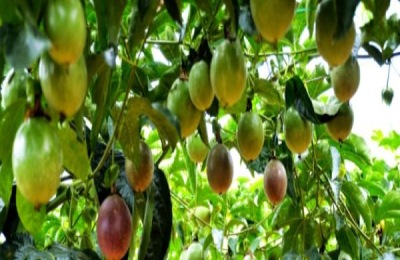 百香果从播种到结果要多久