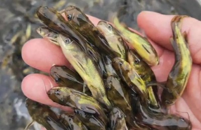 黄骨鱼养殖技术,兑水质有没有要求