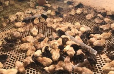 鸡能活多少年的寿命,附鸡的养殖方法