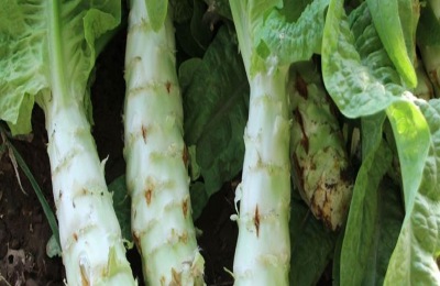 冬季温室种植生菜有哪些要点