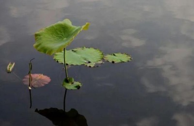 荷花的生长过程,附荷花的生长环境和生长特点