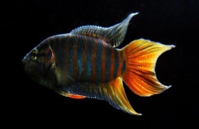 中国斗鱼有哪些品种?中国斗鱼最新价格参考