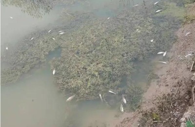 鱼塘死鱼是什么原因，鱼塘杀虫什么时间合适