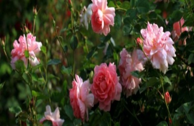 北京适合种什么品种的花和竹子