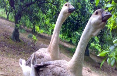 养狮头鹅一般用什么饲料喂养