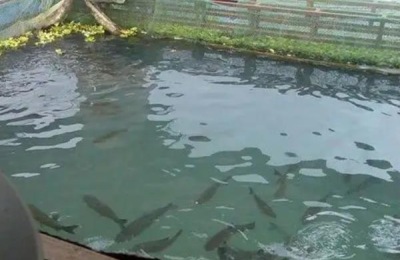 乌鱼的养殖技术,养殖乌鱼的水质条件