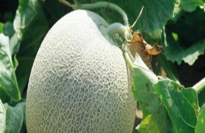 哈密瓜是哪里的特产