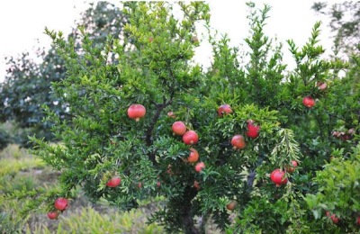 河南巩义市有哪些特产