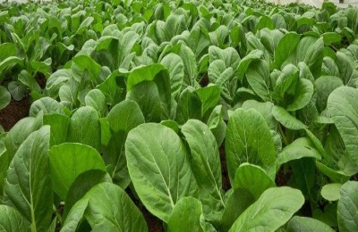 种植甘蓝需要起垄栽培。起垄栽培对甘蓝有什么具体好处